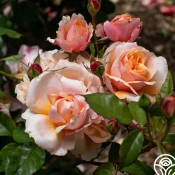 Sunbelt® Soul Sister™