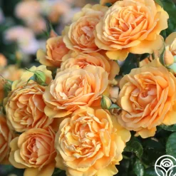 Sunbelt® South Africa®