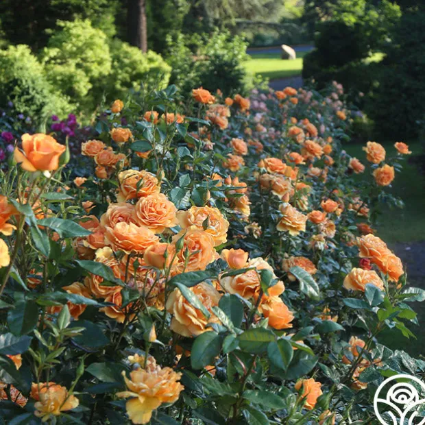 Sunbelt® South Africa®