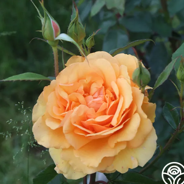 Sunbelt® South Africa®