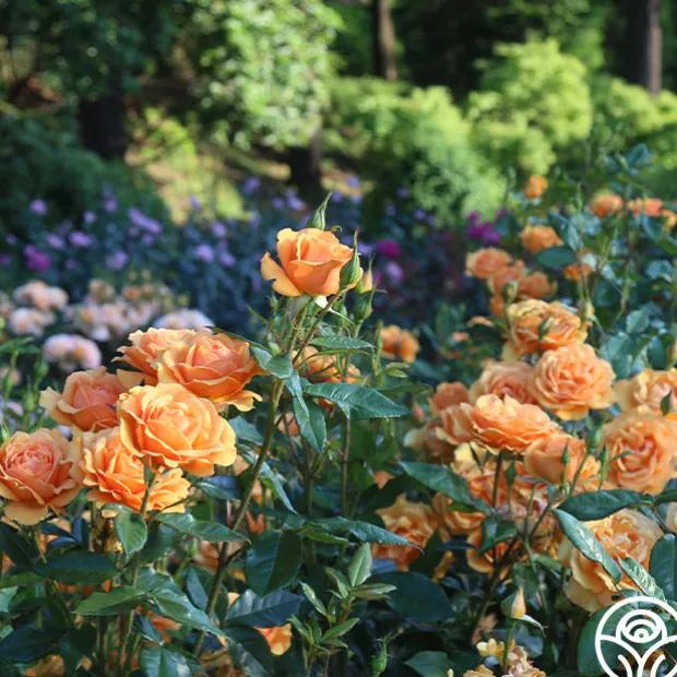 Sunbelt® South Africa®