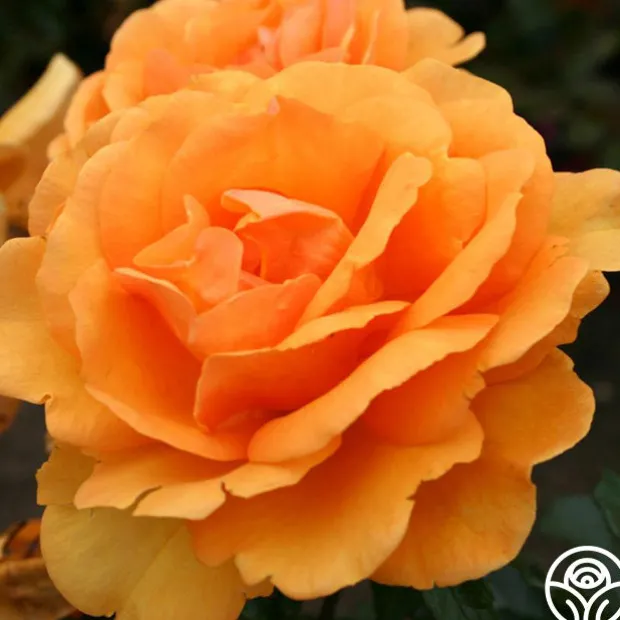 Sunbelt® South Africa®