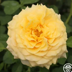 Sunbelt® Tupelo Honey™