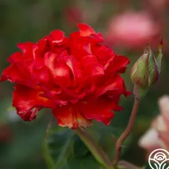 Sunrise At Heirloom™