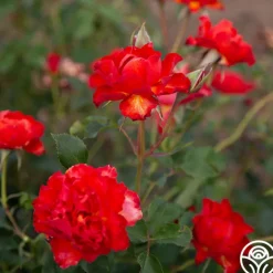 Sunrise At Heirloom™