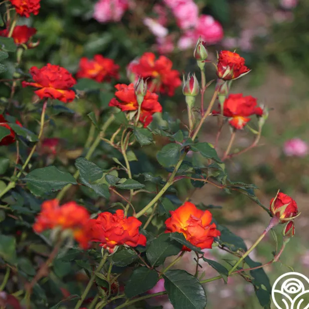 Sunrise At Heirloom™