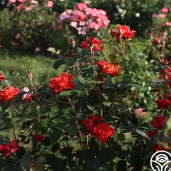 Sunrise At Heirloom™