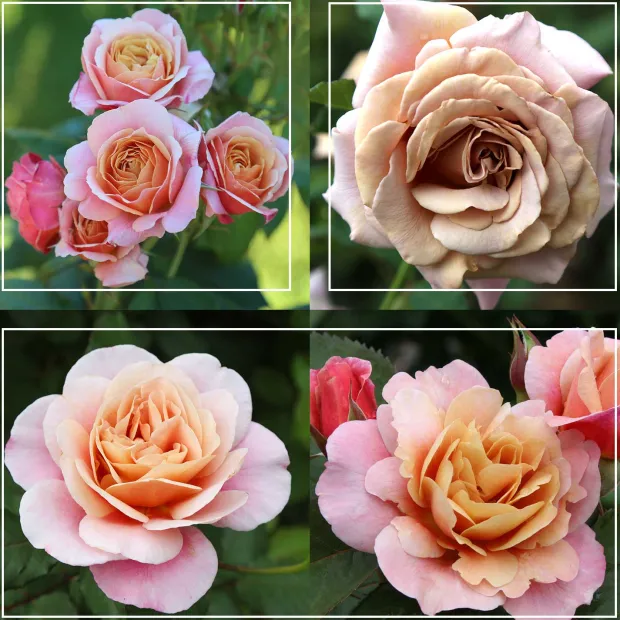 Sunset Tones Bouquet Collection