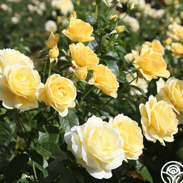 Sunshine Daydream™