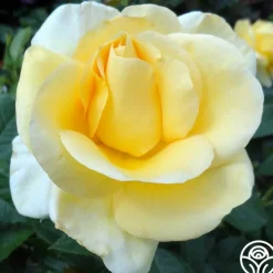 Sunshine Daydream™