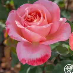 Sweet Mademoiselle™