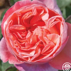 Sweet Mademoiselle™