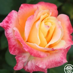 Tangerine Streams™