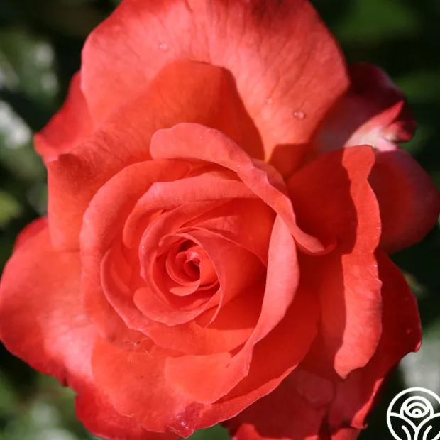 50th Anniversary Clements Collection