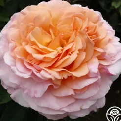 50th Anniversary Clements Collection