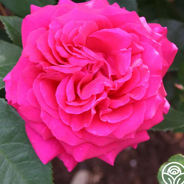 50th Anniversary Fragrant Roses Collection