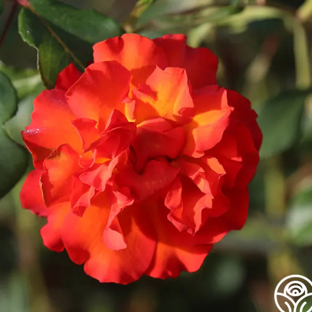 50th Anniversary Summer Collection