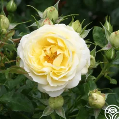 50th Anniversary Summer Collection