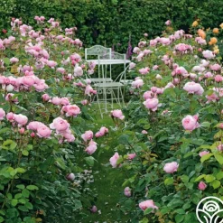 The Alnwick Rose®