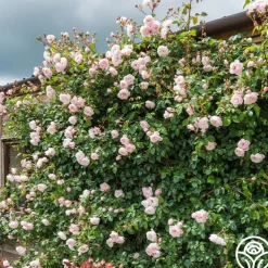 The Generous Gardener™