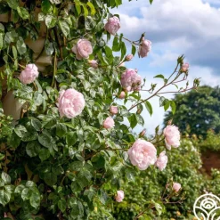 The Generous Gardener™