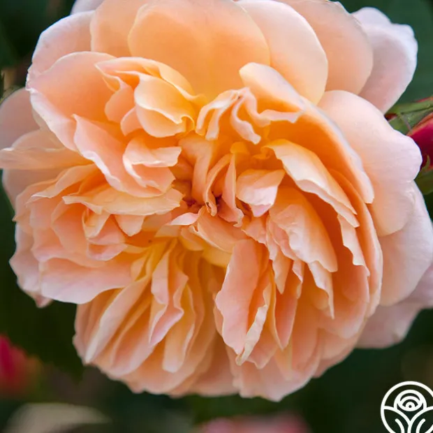 The Impressionist™