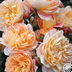 The Impressionist™