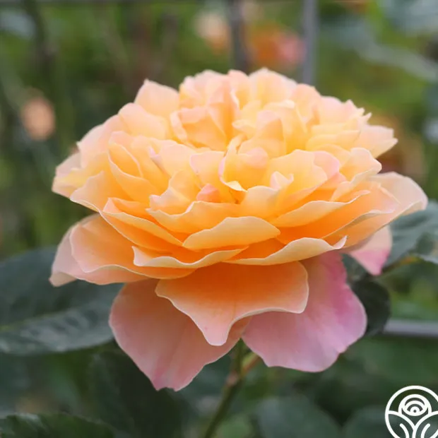 The Impressionist™