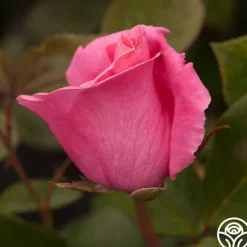 The McCartney Rose™