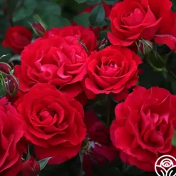 The Prince's Trust™