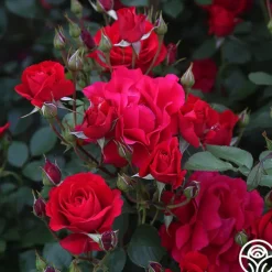 The Prince's Trust™