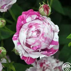 Variegata di Bologna