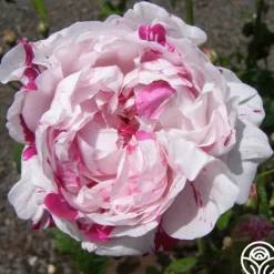 Variegata di Bologna