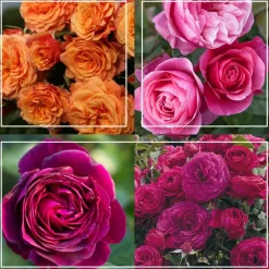 Vibrant Bouquet Collection