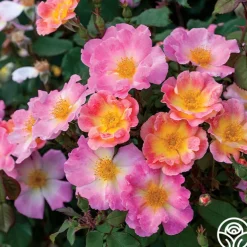 Watercolors Home Run®