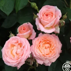 Windsor Castle Wedding™