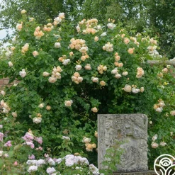 Wollerton Old Hall™