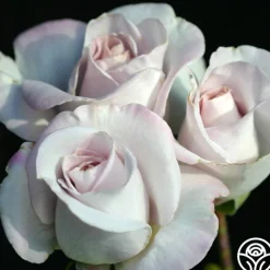 World War II Memorial Rose™